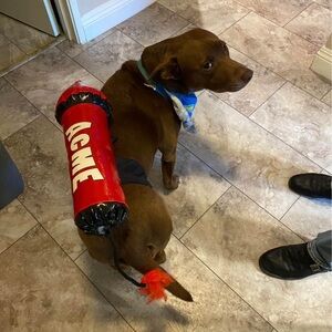 Strap on ACME dog rocket costume